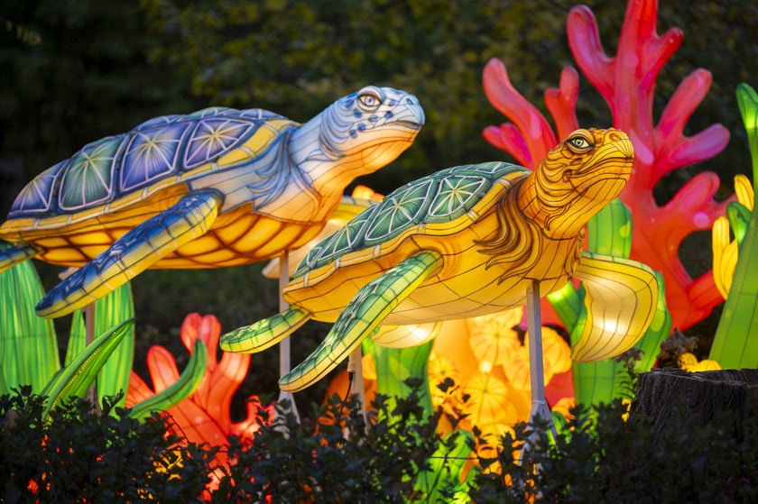 Wystawa Garden of Lights: Dzika Azja we wrocławskim zoo, październik 2024